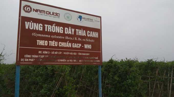  Vùng trồng Dây thìa canh theo tiêu chuẩn GACP-WHO của công ty Nam Dược tại Nam Định 