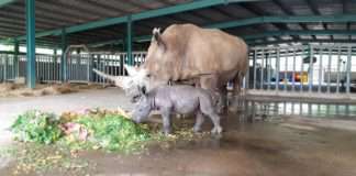 Liên tiếp thú hiếm sinh nở tại “ngôi nhà động vật năm châu” Vinpearl Safari