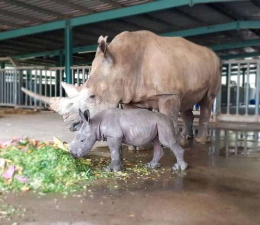 Liên tiếp thú hiếm sinh nở tại “ngôi nhà động vật năm châu” Vinpearl Safari