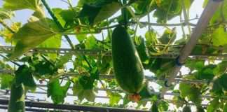 Hạnh phúc là khi con reo vui với giàn bí trĩu quả