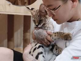 Chàng trai chuyển giới và bộ sưu tập mèo hiếm 1 tỉ đồng: ‘7 lần bị từ chối vì quan niệm người Việt ăn thịt chó mèo’