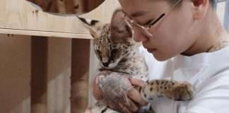 Chàng trai chuyển giới và bộ sưu tập mèo hiếm 1 tỉ đồng: ‘7 lần bị từ chối vì quan niệm người Việt ăn thịt chó mèo’