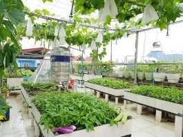 Vườn rau sân thượng ‘như cái chợ con’ của bà mẹ Hải Phòng