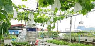 Vườn rau sân thượng ‘như cái chợ con’ của bà mẹ Hải Phòng