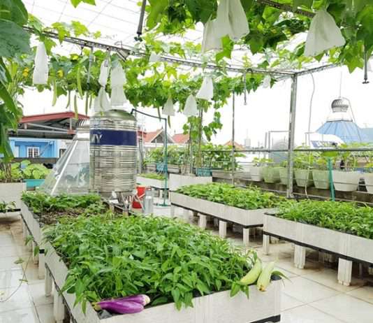 Vườn rau sân thượng ‘như cái chợ con’ của bà mẹ Hải Phòng