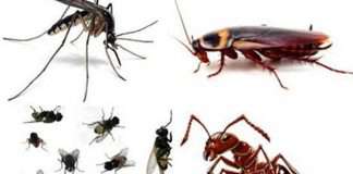 Nguyên tắc của diệt ruồi, muỗi