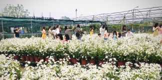 Độc đáo vườn cúc họa mi ‘trái vụ’ tại Đà Nẵng