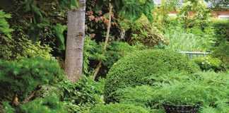 Điều gì tạo nên một khu vườn nhiệt đới mong ước