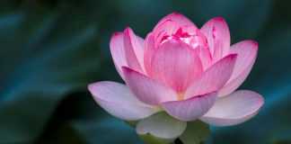 Phải làm sao khi muốn làm người tốt nhưng cuộc đời va chạm khiến phải toan tính?