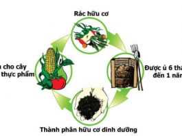Cách xử lý rác hữu cơ tại nhà