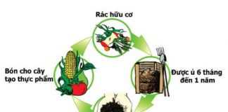 Cách xử lý rác hữu cơ tại nhà