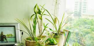 Cách đơn giản giúp cây cảnh để bàn lúc nào cũng xanh tốt