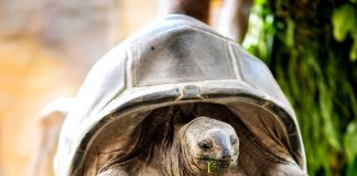 Khám phá cuộc sống hoang dã “thời giãn cách” bên trong công viên bảo tồn lớn bậc nhất châu Á