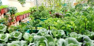 Khu vườn trên không xanh mướt nhờ rác thải nhà bếp