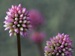 Tử vi ngày 1/3/2022: Tuổi Sửu không ít sóng gió, tuổi Mão tiền bạc sinh sôi