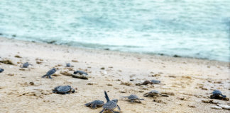 Cùng The Secret Côn Đảo “Chạy Bộ Vì Rùa Biển” – “Save Turtles Run”