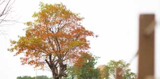 Say đắm vẻ đẹp thiên nhiên bốn mùa phía Đông Hà Nội