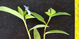 Nhà khoa học Việt chế thuốc chữa tiểu đường từ cây thài lài trắng