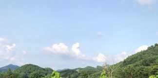 Dùng cây Đòn võ chế sản phẩm chữa xương khớp