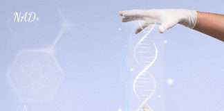 Cơn sốt “chống lão hóa” từ Axit nucleic có trong tảo xoắn và hoạt chất NMN – dòng nào đáng dùng hơn?