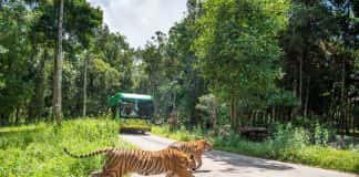 Hành trình Vinpearl Safari ghi danh Phú Quốc trên bản đồ bảo tồn động vật hoang dã thế giới