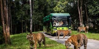 Động vật quý hiếm được cứu hộ “đốn tim” du khách tại Vinpearl Safari