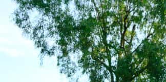 Học viện Tầm Vóc Việt Nam – địa chỉ học bóng rổ uy tín tại TP.HCM