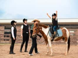 Loài ngựa cao nhất thế giới chào đời tại Vinpearl Horse Academy