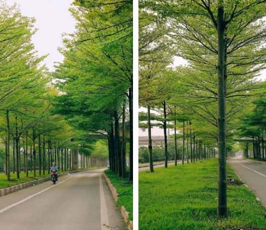 Cây Bàng Đài Loan – Loại cây trồng phổ biến tại các đô thị hiện đại