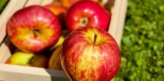 Hoạt chất chống ung thư trong vỏ táo của nhóm nghiên cứu trường đại học