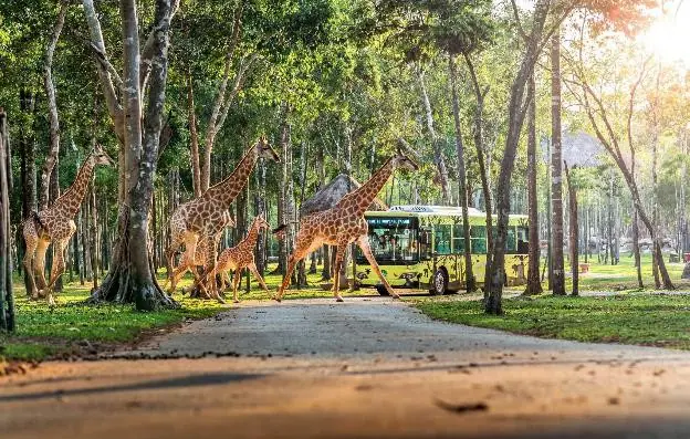 10 năm Vinpearl Safari Phú Quốc: Dấu ấn tiên phong của safari bán hoang dã đầu tiên tại Việt Nam 14 Phu nu hien dai Vinpearl Safari Phu Quoc 01