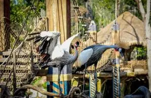 10 năm Vinpearl Safari Phú Quốc: Dấu ấn tiên phong của safari bán hoang dã đầu tiên tại Việt Nam 21 Phu nu hien dai Vinpearl Safari Phu Quoc 08