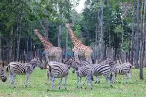 10 năm Vinpearl Safari Phú Quốc: Dấu ấn tiên phong của safari bán hoang dã đầu tiên tại Việt Nam 22 Phu nu hien dai Vinpearl Safari Phu Quoc 09