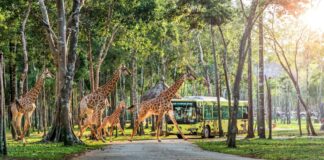 Khi du lịch Tết không chỉ là nghỉ dưỡng, mà là khởi đầu thịnh vượng