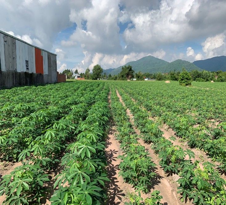 Phu nu hien dai ajinomoto khoai mi ben vung 01