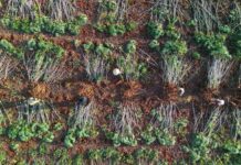 Dự án “Khoai mì bền vững” giúp tăng năng suất khoai mì, giảm phát thải được nhận trợ cấp từ Chính phủ Nhật Bản