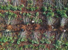 Dự án “Khoai mì bền vững” giúp tăng năng suất khoai mì, giảm phát thải được nhận trợ cấp từ Chính phủ Nhật Bản