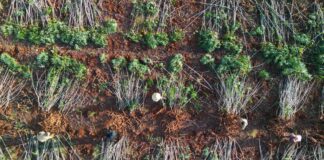 Dự án “Khoai mì bền vững” giúp tăng năng suất khoai mì, giảm phát thải được nhận trợ cấp từ Chính phủ Nhật Bản