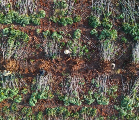 Dự án “Khoai mì bền vững” giúp tăng năng suất khoai mì, giảm phát thải được nhận trợ cấp từ Chính phủ Nhật Bản