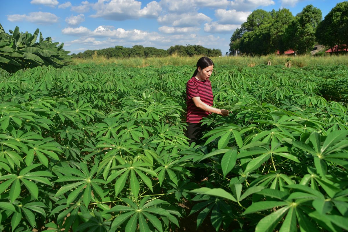 Phu nu hien dai ajinomoto khoai mi ben vung 04