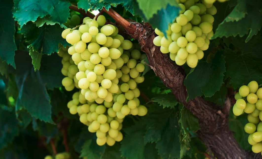 Ngọt mà không “tội lỗi”: Lối sống fitness đang thay đổi cách người Việt ăn vặt 3 Phu nu hien dai nho uc 03